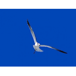 The Wind Beneath my Wings (Theme from "Beaches") (Solo für Posaune) - L. Henley & J. Silbar / Arr. Marten van der Wal