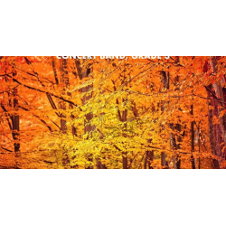 Autumn Light - Randall D. Standridge